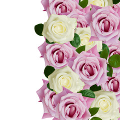 pink and white roses border