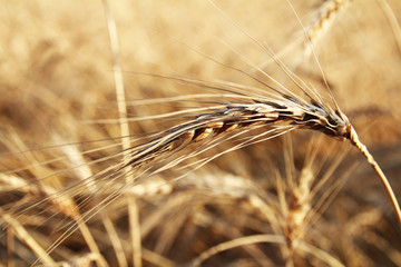 wheat spikelet