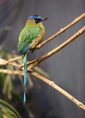 motmot