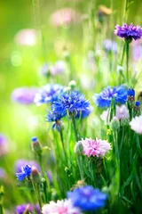 Gartenposter Kornblumen. Wilde blaue Blumen blühen. Nahaufnahmebild © Subbotina Anna