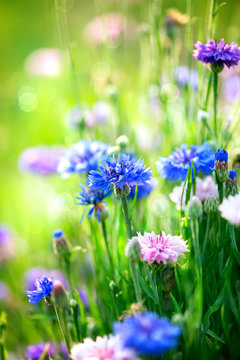 Fototapeta Cornflowers. Wild Blue Flowers Blooming. Closeup Image