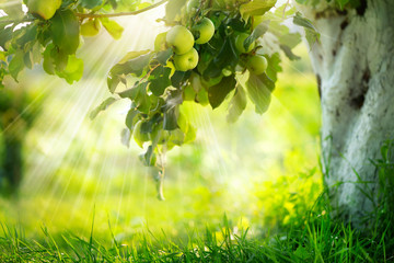 Apples on a Branch. Growing Organic Apple