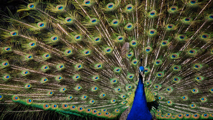 The beauty and splendor of the peacock