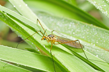 Long legs, mosquito big mosquitoes