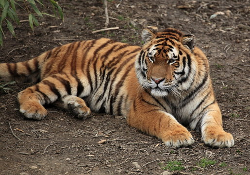 jeune tigre du bengale couché
