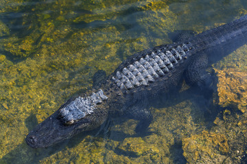 Alligator