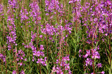 .Willow-herb