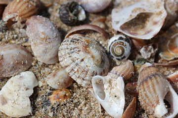 Coquillage