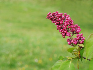 Pink lilac flower on a lush green spring background