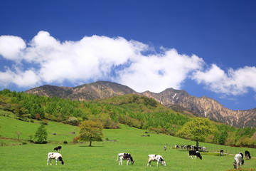 Cow of the plateau