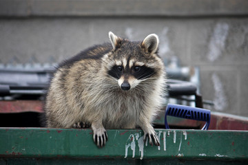 Raccoon © Jenny Thompson