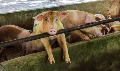 farm swine