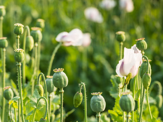Closeup of seed pods of poppies on a large field