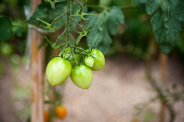 緑のプチトマト