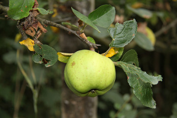 pomme