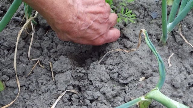 M&ouml;hrenbeet