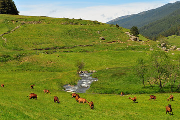 Fototapeta na wymiar Kozy w ich pastwisko.