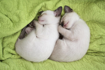 Fototapeta na wymiar Two cats sleeping