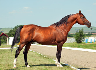 exterior of bay arabian stallion