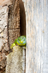 Geko, ramarro, lucertola verde