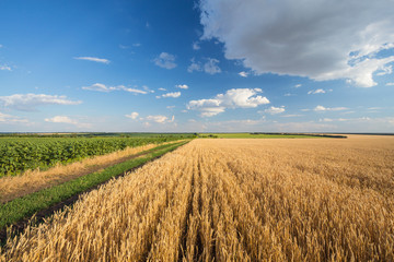 Summer Landscape with Wheat Field