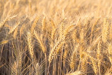 Close up of a wheat field
