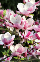 Magnolia spring trees in bloom