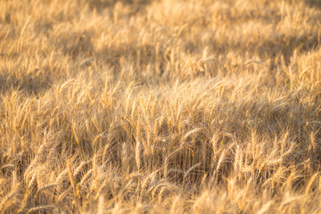 Summer Landscape with Wheat Field