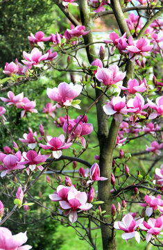Fototapeta Magnolia spring trees in bloom