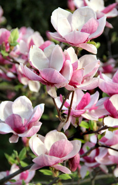 Fototapeta Magnolia spring trees in bloom