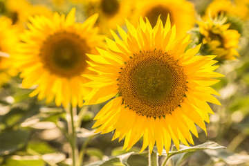 sunflowers