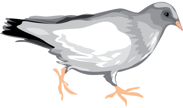Illustration of dove