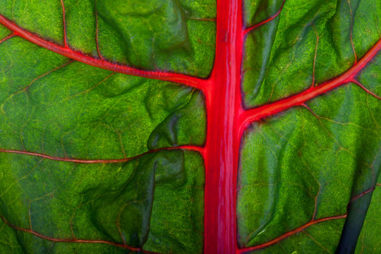 Closeup eines Mangold-Blattes