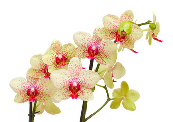 yellow and red orchid   branch