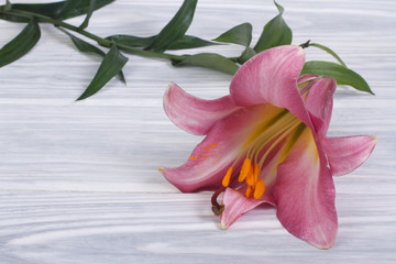 beautiful delicate burgundy lily with stem
