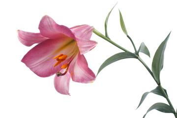 Pink tubular lily isolated on a white background