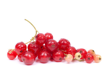 Redcurrant