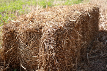 a straw in rice field after reap