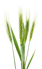 Green wheat isolated