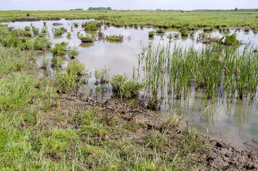 Obraz premium Puddle in the landscape on Tiengemeten,The Netherlands.