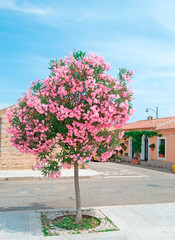 oleander tree