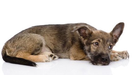 sad mixed breed dog. isolated on white background