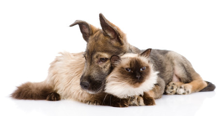 mixed breed puppy and cat together. isolated on white background