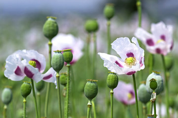Naklejka premium field of opium poppy