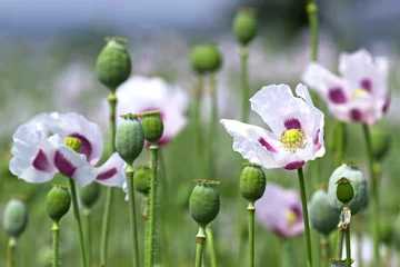Papier Peint photo Lavable Coquelicots field of opium poppy