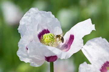 detail of opium poppy flower