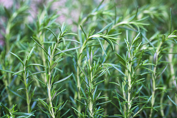 rosemary closeup