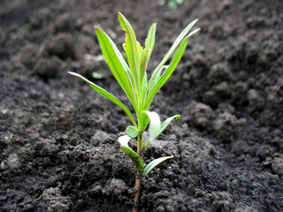 young growth