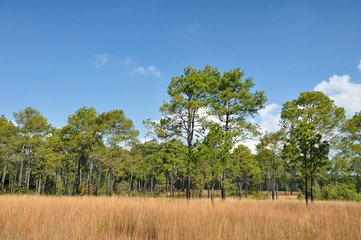 Savannah meadow and pine forest at Thung Salaeng Luang.