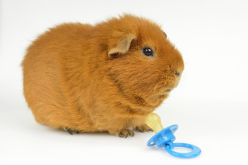 Schnuller-Schweinchen